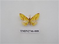 藏品(尺蛾308)的圖片